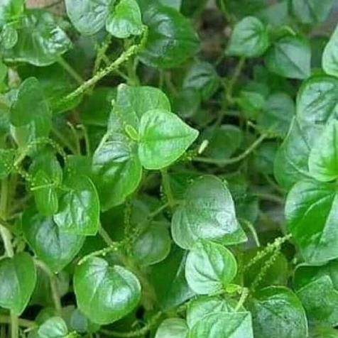 

Terlaris Tanaman Herbal Daun Suruhan / Sirih Cina Asli / Daun Ketumpang Air Bibit Tanaman Super Unggul Asli Original