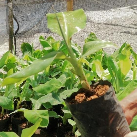 

Terlaris Jual Bibit Pisang Raja Sereh Azz