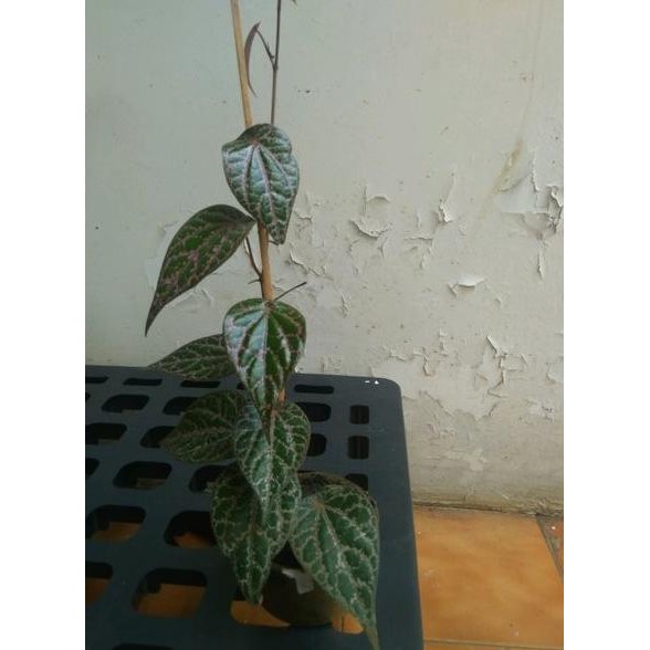 

Terlaris Bibit Sirih Merah Tinggi 25 Cm