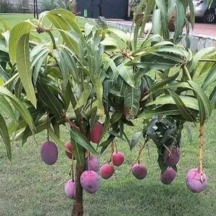 bibit tanaman mangga irwin pohon mangga irwin okulasi cepat berbuah PREMIUM