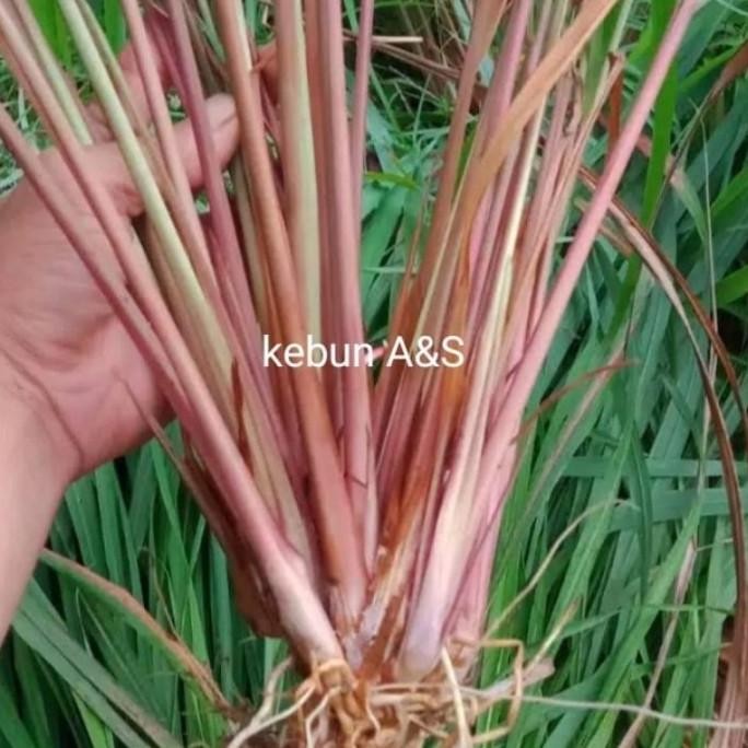 

Terlaris Promo Sereh Merah / Sereh Wangi Tanaman Herbal Bibit (100G) Murmer Berkualitas