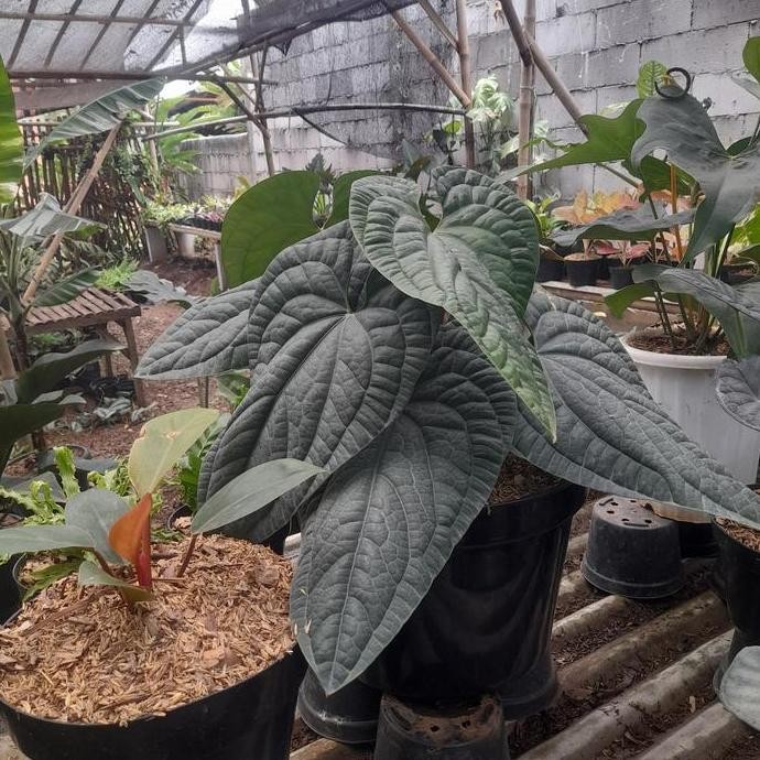 

Terlaris Bibit Tanaman Hias Anthurium Sirih