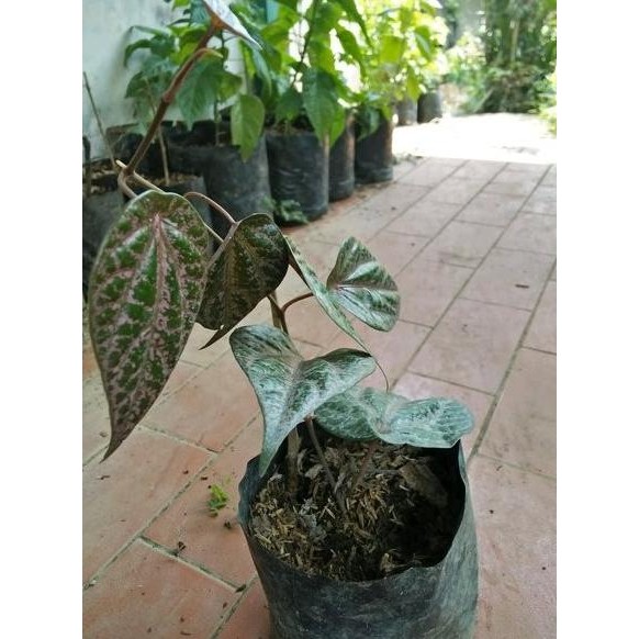 

Terlaris Bibit Tanaman Daun Sirih Merah-Obat Herbal