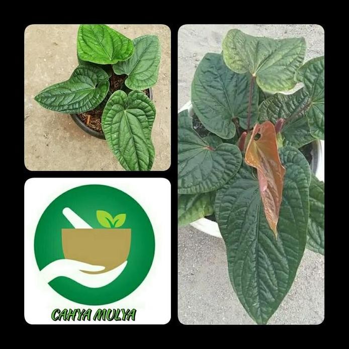 Terlaris Bibit Tanaman Anthurium Sirih- Tanaman Hias Anthurium Sirih Langka