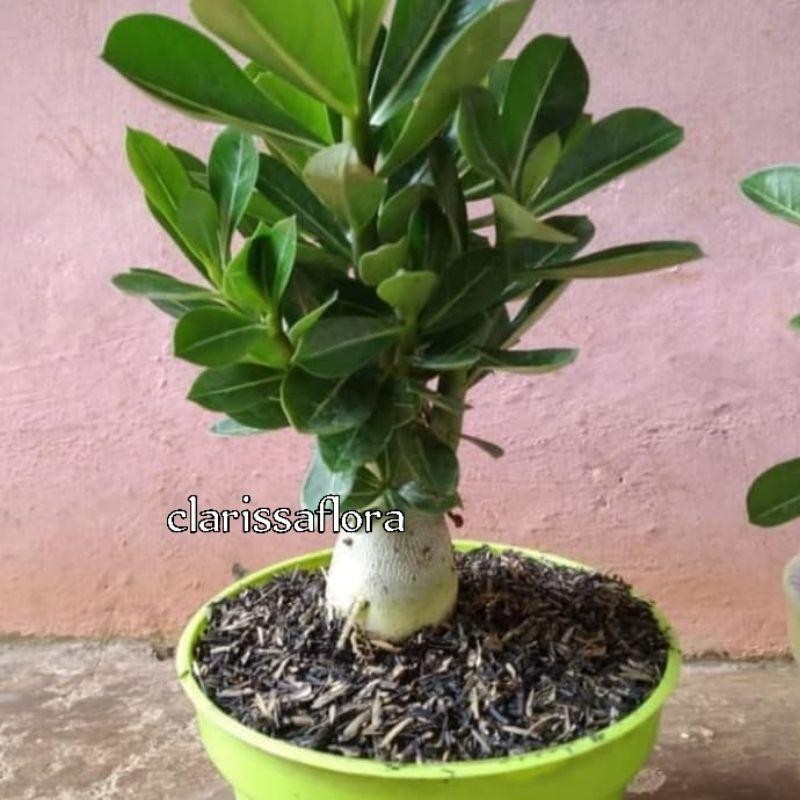 Tanaman Hias Adenium Bonsai Bonggol Besar