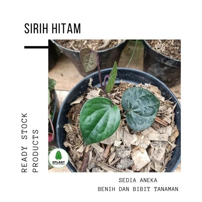 

Terlaris Bibit Sirih Hitam Pohon Sirih Hitam Daun Sirih Hitam Tan Mrpyjn 0418Sn