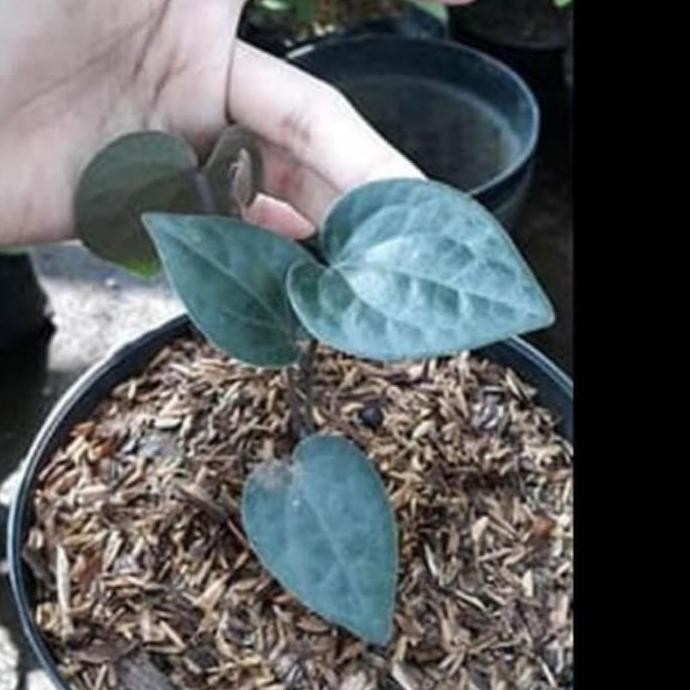 

Terlaris Bibit Herbal Sirih Hitam Rabgku 2593Or