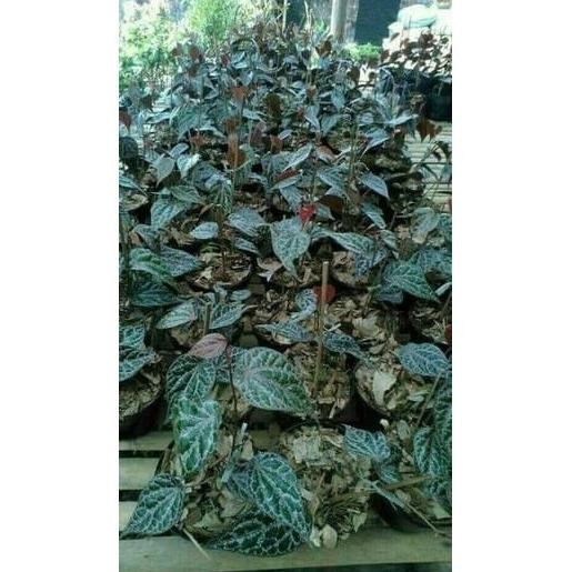 

Terlaris [Bonus Pupuk] 5 Bibit Sirih Merah Rodtwi 8220Dl