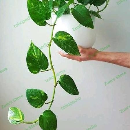 

Terlaris Sirih Gading Tanaman Rambat~Bibit Sirih Gading Untuk Hiasan Gantung