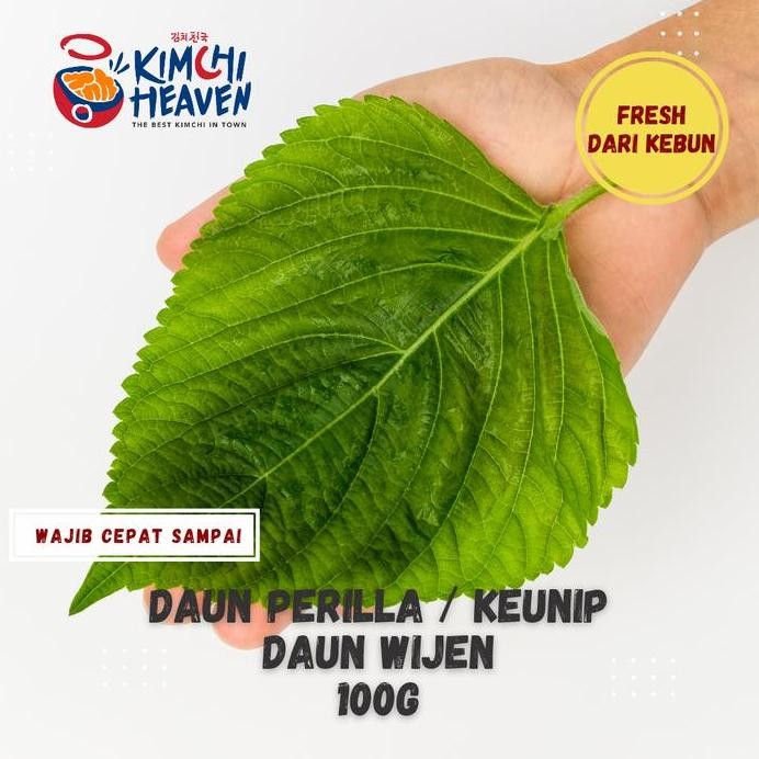 

Terlaris Daun Perilla /Knip / Sisho/ Daun Wijen Segar 100G