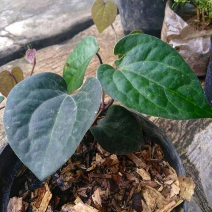 

Terlaris Bibit Sirih Hitam Asli Jawa Ghanbh 0110Wl