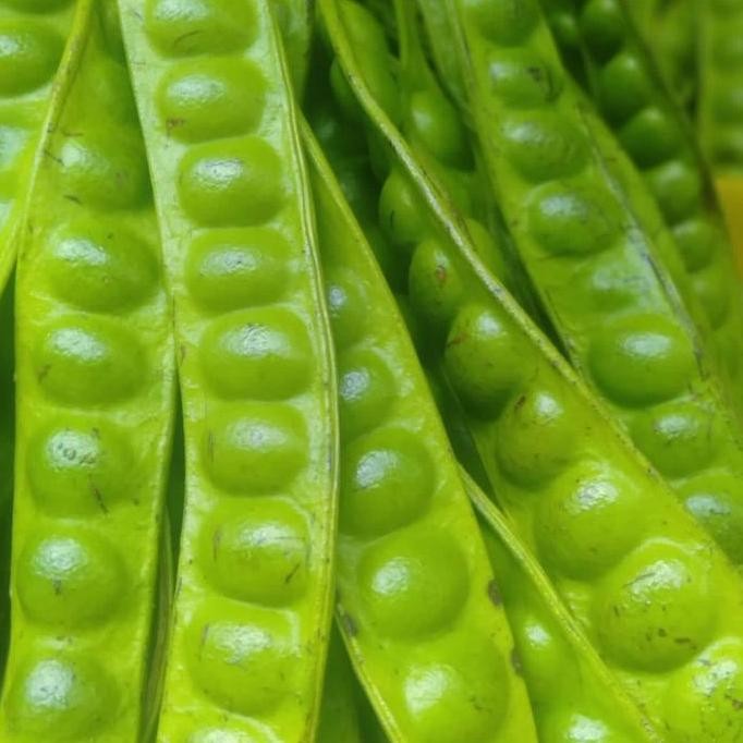 

Terlaris Pete/Petai Padi 20 Papan Lonjor Tua Super