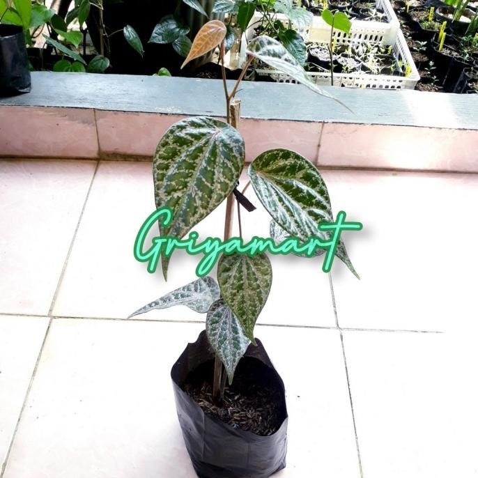 

Terlaris Bibit Pohon Sirih Merah Segar | Benih Pohon Suruh Merah Emxncq 3104Nt