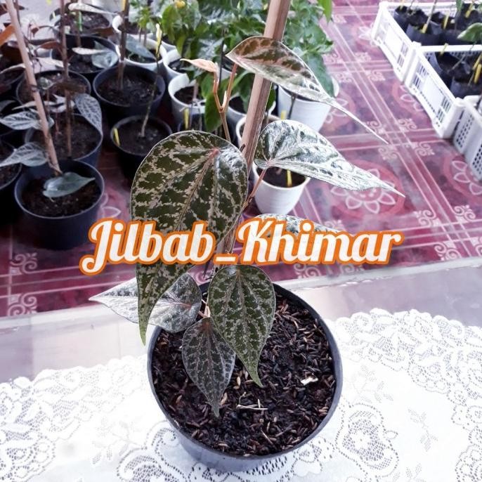 

Terlaris Bibit Pohon Sirih Merah Segar | Benih Pohon Suruh Merah Xegyio 8739Yy