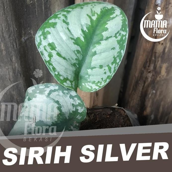 

Terlaris Bibit Tanaman Gantung Scindapsus, Sirih Silver Skindapsus Merambat