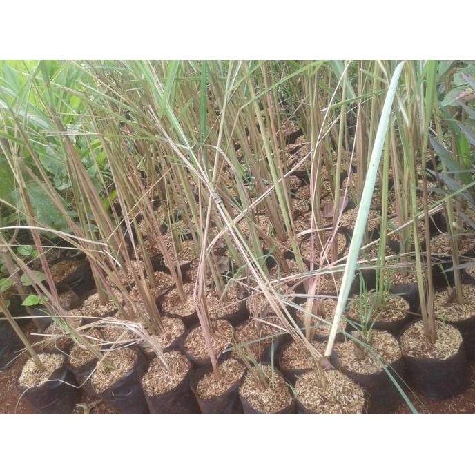 

Terlaris Bibit Pohon Sereh Merah / Sereh Wangi
