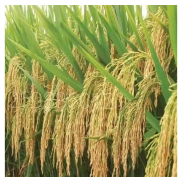 

Terlaris Benih Bibit Padi Denok Unggul Ber Kualitas 1Kg