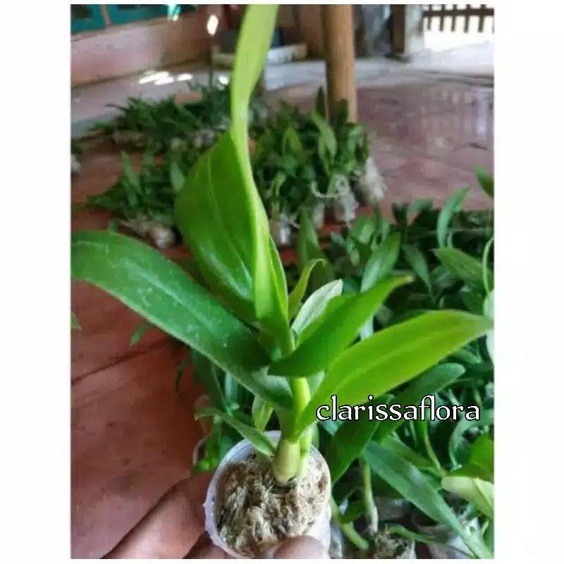 Seedling Anggrek Dendrobium Grammatophyllum