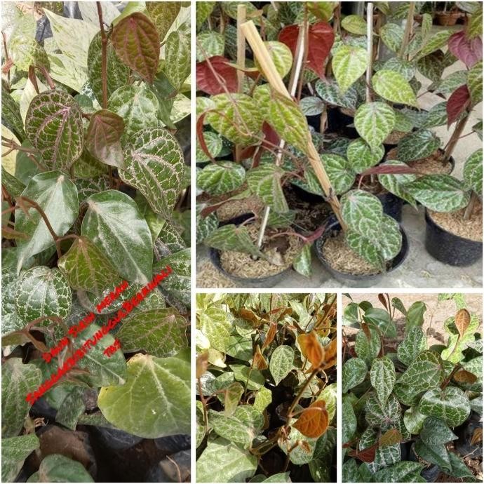 

Terlaris Bibit Tanaman Daun Sirih Merah Sangat Bagus Untuk Kesehatan ( Herbal )