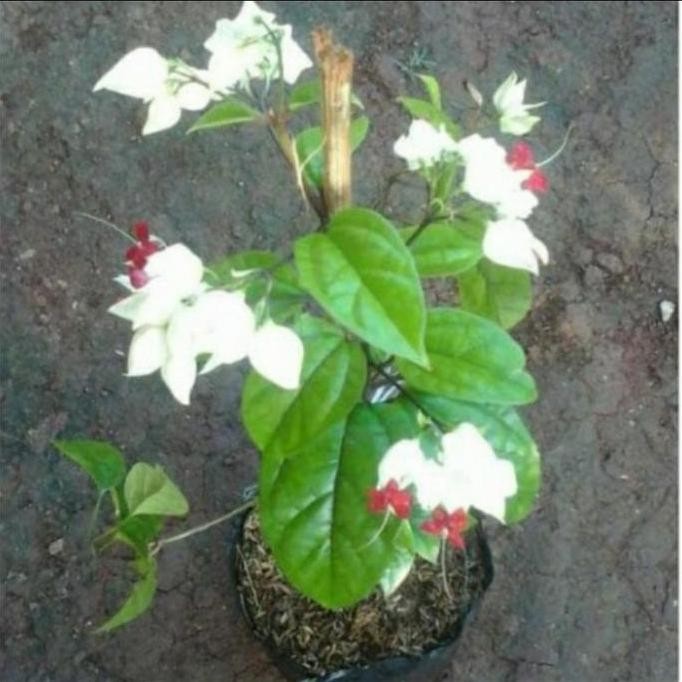 

Terlaris Bibit Tanaman Hias Bunga Nona Makan Sirih Kondisi Berbunga