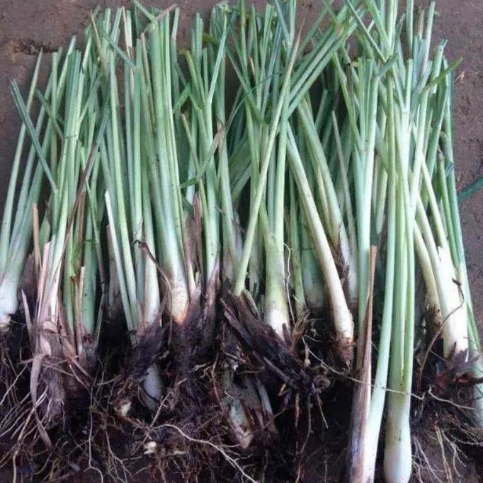 

Terlaris Benih Sereh Masak Termurah Per Bibit