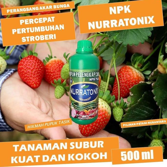 

Terlaris Npk Nurratonix Pupuk Pelebat Stroberi Tanpa Penyakit Dan Hama Stroberi, Pupuk Npk Cair Pelebat Stroberi Memperbaiki Pertumbuhan Tanaman Stroberi