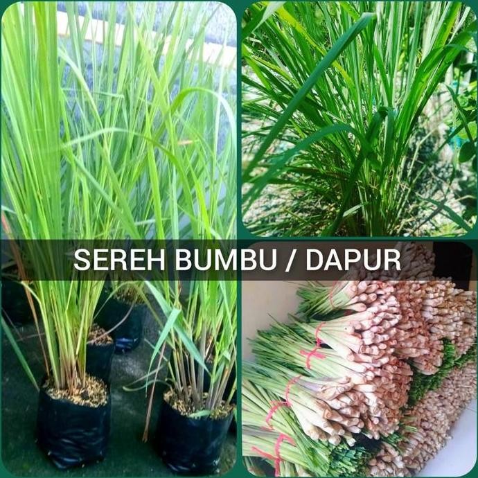 

Terlaris Sereh Bumbu Bibit Tanaman Sereh Dapur Pohon Serai Masak