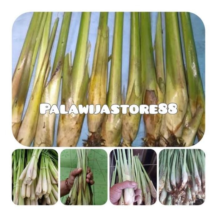 

Terlaris Bibit Sereh Gajah Sereh Bangkok Sereh Jumbo Isi 20 Bibit