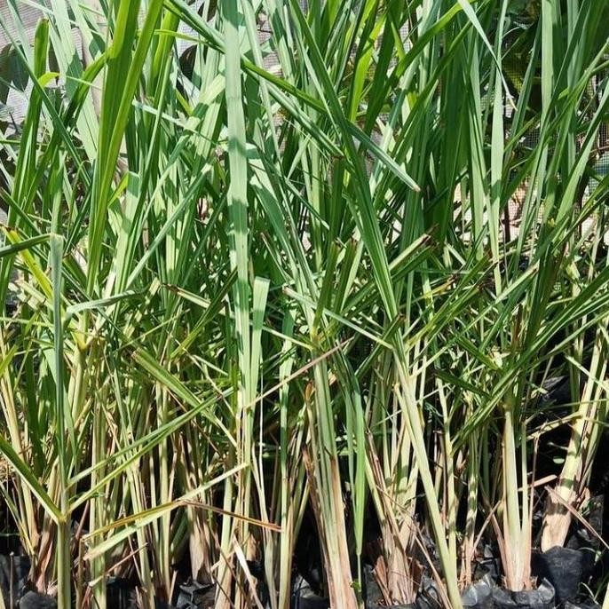 

Terlaris Bibit Sereh Wangi Siap Tanam 100% Original