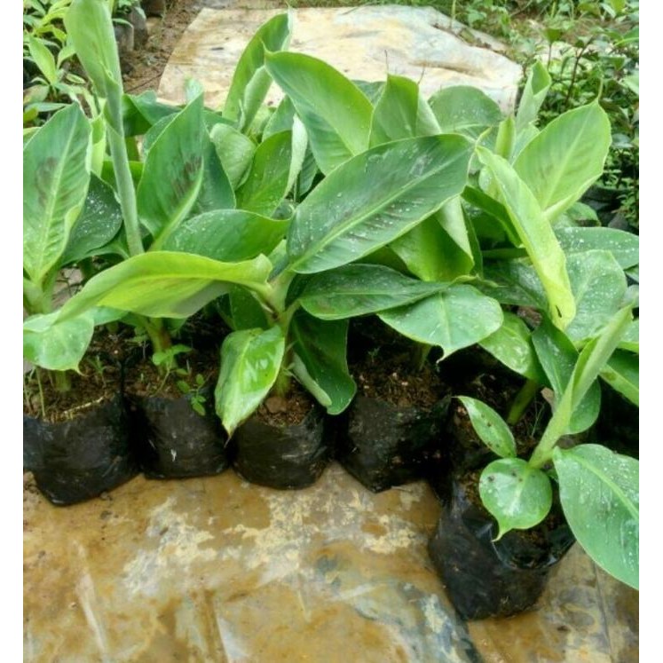 

Terlaris Sale Terbatas Sedia 10 Bibit Pisang Raja Sereh Unggul - Benih / Biji / Azz