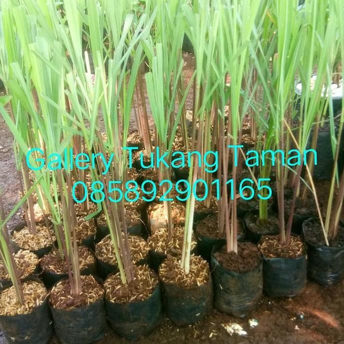 

Terlaris Bibit Tanaman Serai Wangi/Sereh Wangi