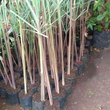 

Terlaris Bibit Tanaman Sereh Merah / Pohon Sereh Serai Wangi