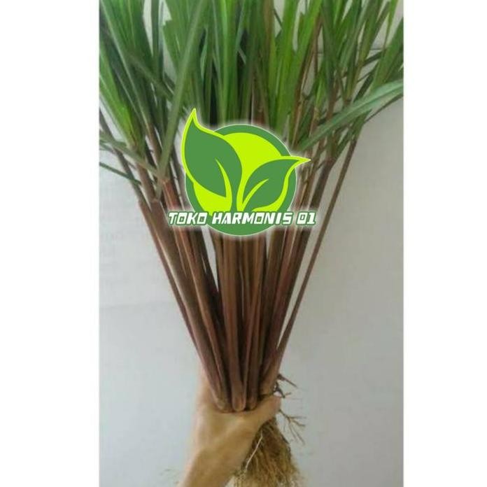 

Terlaris Bibit Sereh Merah Serai Lanang Siap Tanam Harga Perbatang