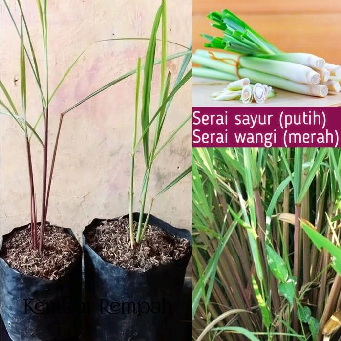 

Terlaris Bibit Tanaman Herbal Sereh Wulung ( Wangi)