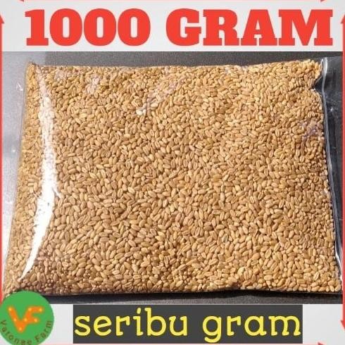 

Terlaris Catgrass Wheatgrass Benih Gandum Utuh 1 Kilogram