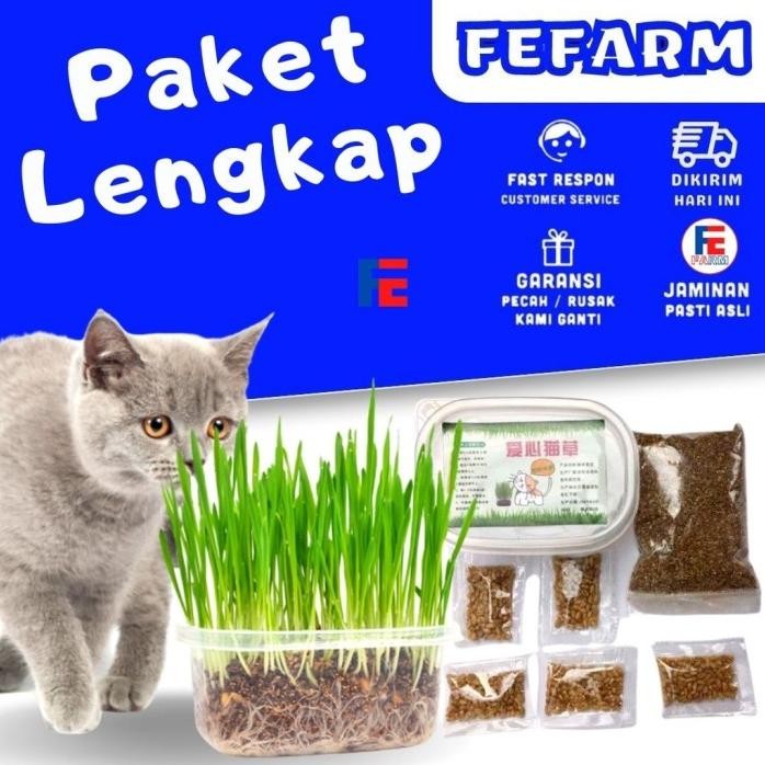 

Terlaris Paket Rumput Kucing Cat Grass Wheatgrass Rumput Benih Gandum Microgreen Wheat Grass (1 Box Tanam + 1 Karung Tanah + 5 Bungkus Bibit) Fefarm