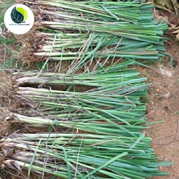 

Terlaris Bibit Sereh Sayur Bumbu Masak