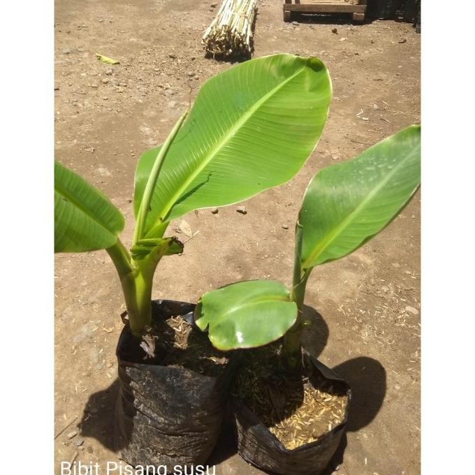 

Terlaris Bibit Pisang Raja Sereh Sqikbd 9688Pq