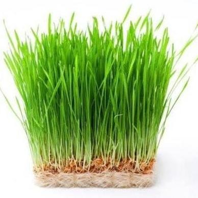 

Terlaris Benih Biji Wheatgras Catgrass Rumput Gandum Berkualitas Repack