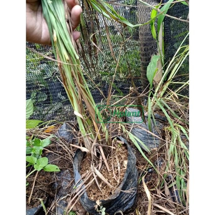 

Terlaris Tanaman Sereh Sayur Bumbu Masak - Bibit Serai Pohon - Su Pfxude 8826Iy