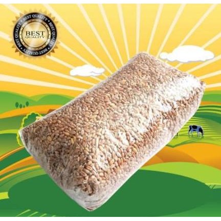 

Terlaris Benih Gandum 250 Gr / Benih Catgrass / Rumput Kucing / Wheatgrass / Ru