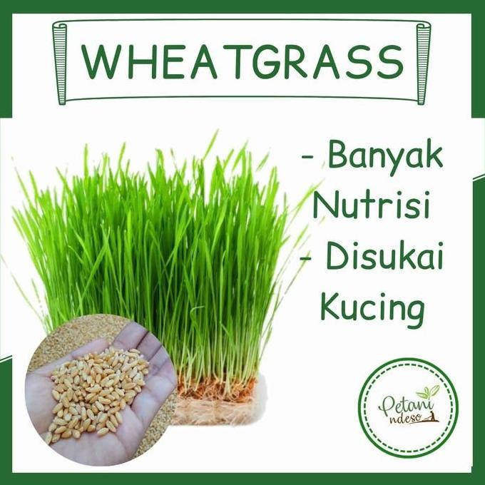 

Terlaris 100Gram Benih Bibit Tanaman Rumput Gandum Wheatgrass Makanan Kucing
