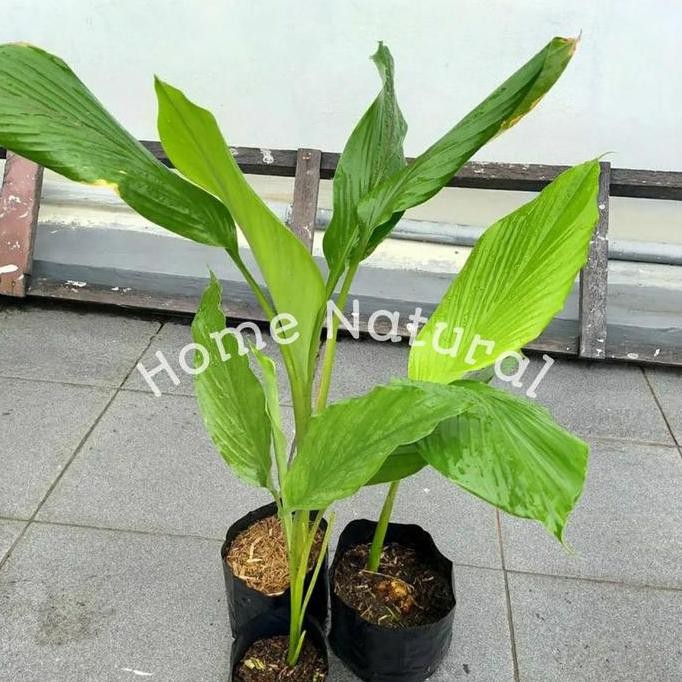 

Terlaris Tanaman Temulawak Per 3 Tanaman/Bibit Temulawak