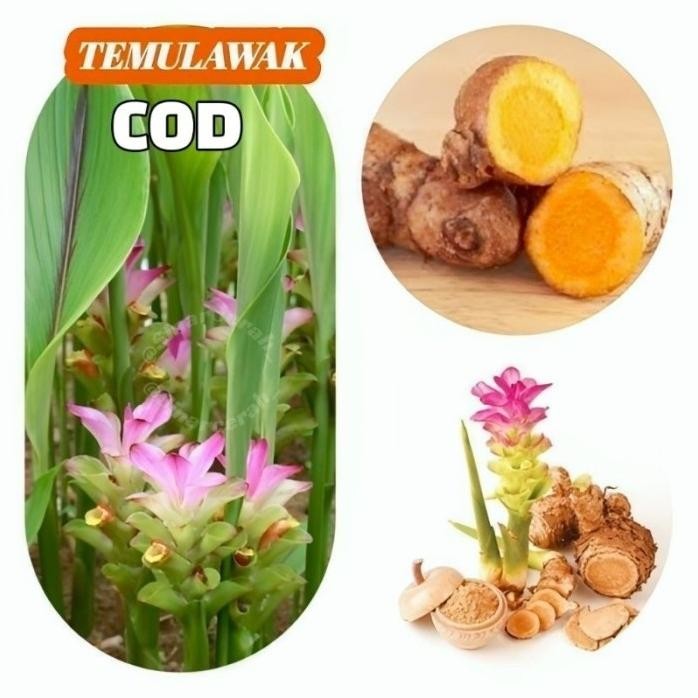 

Terlaris Bibit Tanaman Herbal Temulawak (Beli 5 Gratis 1)Bibit Pohon Temulawak Obat Herbal R2