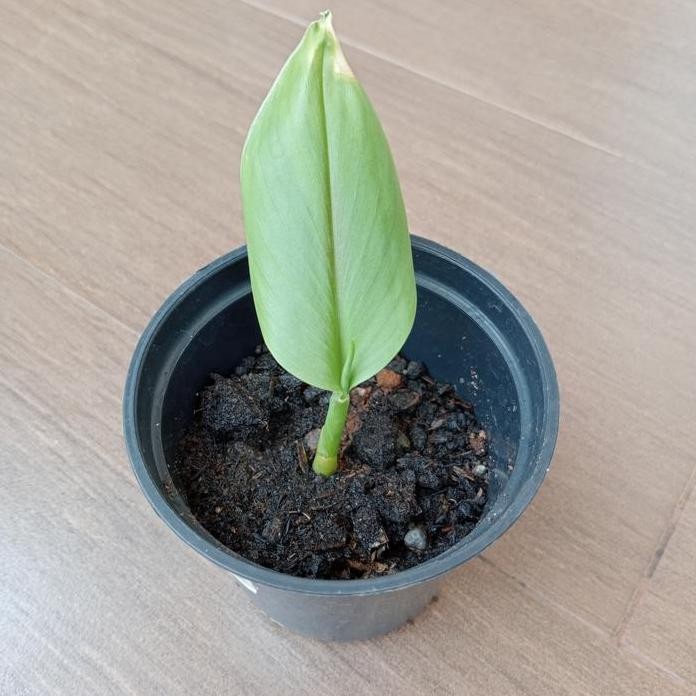 

Terlaris Bibit Tanaman Herbal Temulawak