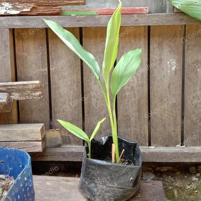 

Terlaris Bibit Tanaman Temulawak