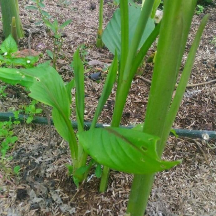 

Terlaris Bibit Tanaman Temulawak/ Herbal Koneng Gede Banyak Kasiat Bibit Tanaman Super Unggul