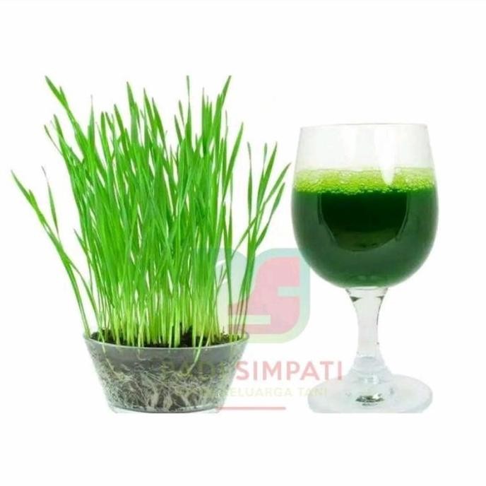 

Terlaris 25 Benih Wheatgrass Kemas Ulang / Benih Rumput Gandum Diet / Bibit