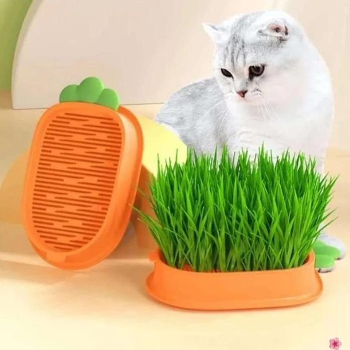 

Terlaris Rumput Kucing Paket Tumbuh Benih Gandum Premium Cat Wheat Grass