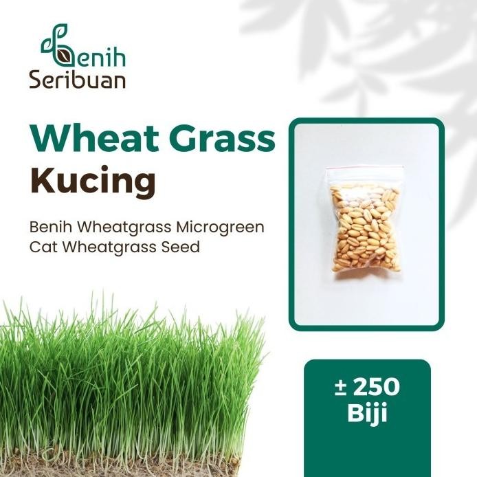 

Terlaris 250 Benih Wheatgrass Organik Bibit Rumput Gandum Kucing Unggul Import